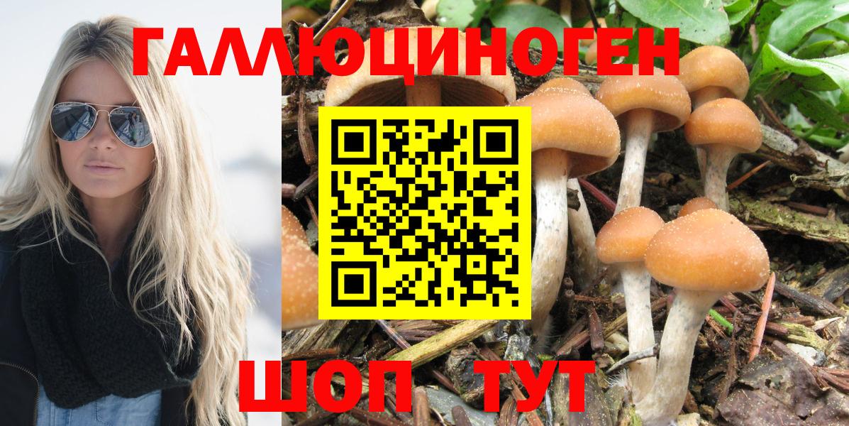 Псилоцибиновые грибы Psilocybine cubensis Ковров